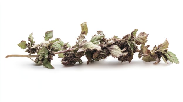 Dried herb sprig against white photo