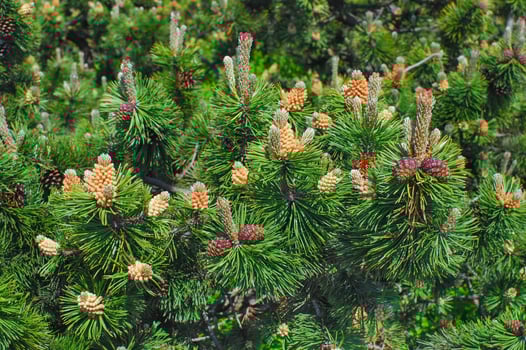 mountain pine resp.Pinus mugo on Kahler Asten Mountain,Sauerland,Germany photo