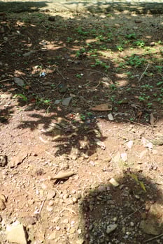Dry Rocky Soil with Scattered Plants and Shadows photo
