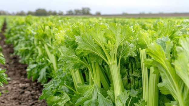 Rows of celery plants in a field photo