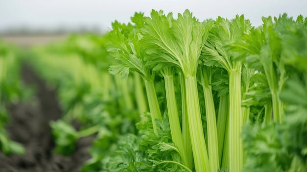 A field of celery plants growing in the field photo