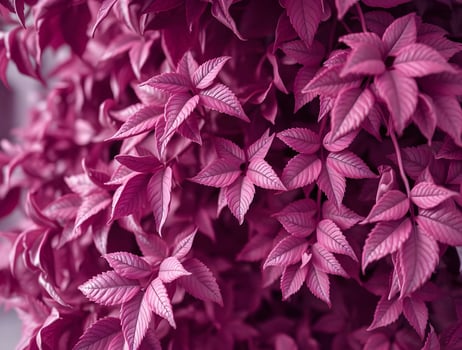 Vibrant Magenta Leaves Lush Pink Foliage Background Texture photo