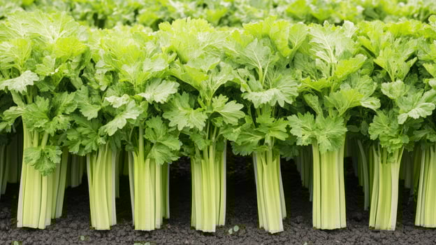A large field of celery plants photo