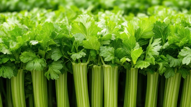 A row of green celery stalks photo