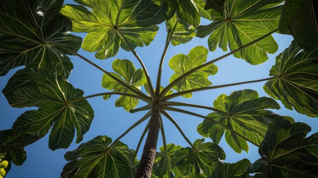 Lush tropical foliage canopy photo