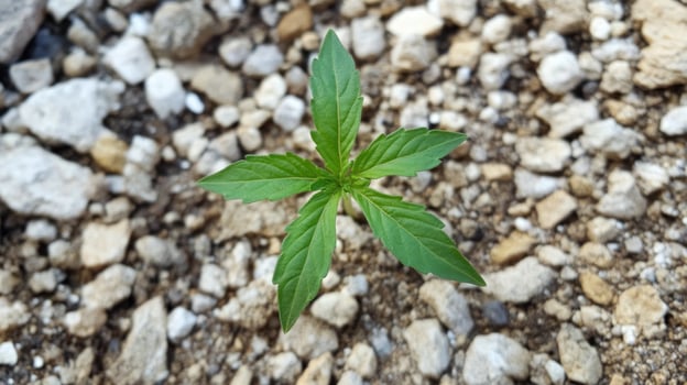 A small green plant growing in the ground photo