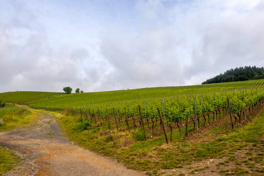 kiedricher grafenberg historical vineyard winery grapes field rhine valley panorama photo