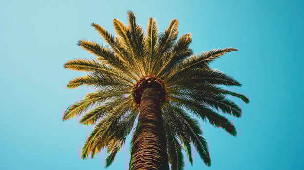 Palm tree against a clear sky photo