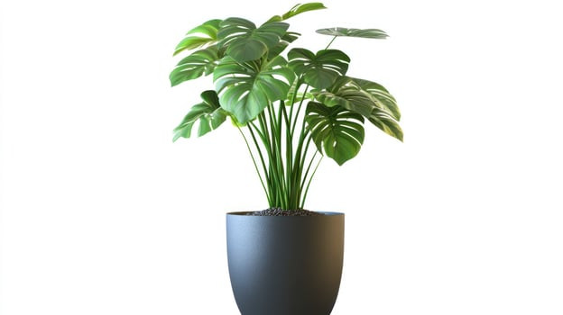 Potted Monstera plant, studio shot photo