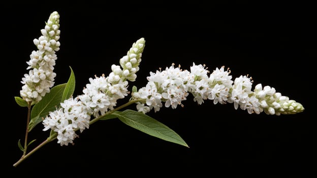 Close-up of white flowers on a branch photo