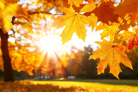 Autumn leaves are shown in the sun photo