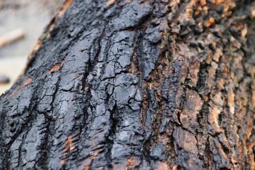 Highly detailed black-brown wooden texture in macro view for backgrounds photo
