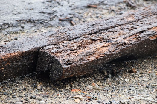 Close-up of elongated dark coconut wood with rough fibrous surface photo