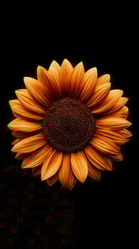 Stunning orange sunflower blooms against a dark, dramatic background photo