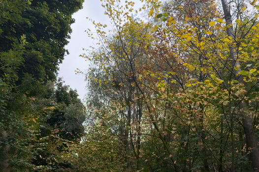 Scenic Autumn landscape with orange yellow trees. Autumn city park with yellow leaves in Sunny october day. Beauty in Nature. Vertical Natural autumn wallpaper photo