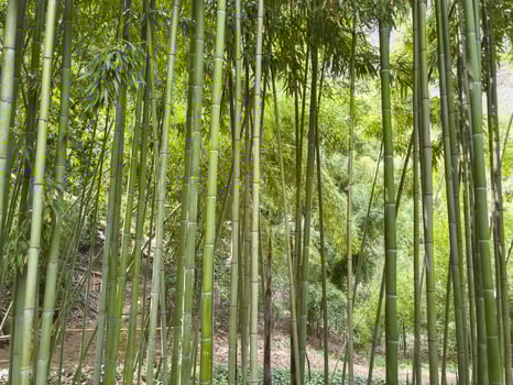 Bamboo Forest with Sunlight and Green Foliage An upward angle showcasing the tall, green bamboo stalks with sunlight photo