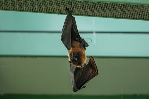 fruit bat hanging on tree in forest. Lyle's flying fox. photo