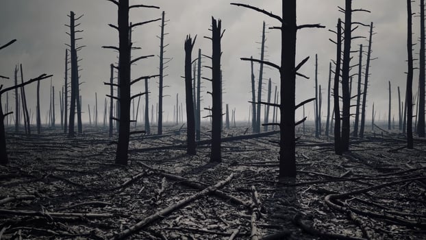 Charred tree remnants scattered across barren ground, gray clouds overhead capturing environmental devastation and wildfire aftermath photo