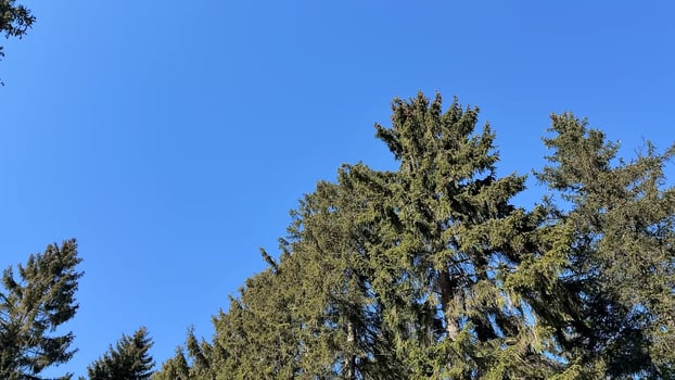 Lush Evergreen Trees Stretching Out Under a Vast and Clear Blue Sky, Embracing Nature photo
