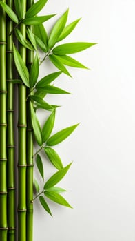 Fresh Green Bamboo Stalks with Leaves on White Minimalist Background for Spa Design photo