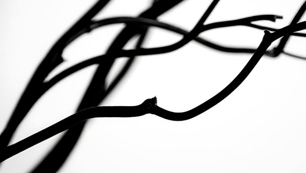 Minimalist black and white image of bare tree branches against a stark white background featuring abstract lines and organic shapes perfect for graphic design photo