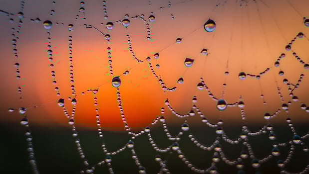 Morning dew on a spider web reflecting sunrise creating a serene and beautiful natural abstract design for backgrounds photo
