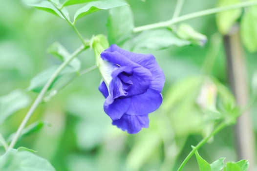 butterfly pea , blue pea flower or Clitoria ternatea L or FABACEAE or LEGUMINOSAE or FABOIDEAE or PAPILIONOIDEAE or PAPILIONACEAE or purple flower or violet flower or blue pea photo