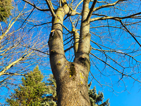 A bare tree against a bright blue sky. In spring and autumn, the trees in the park are leafless, and the sky is blue. photo
