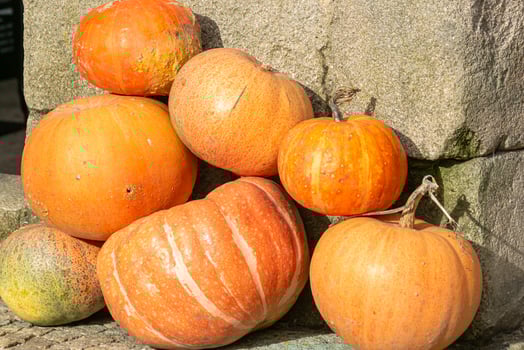 warm autumn colors bright orange pumpkins against a textured stone background photo