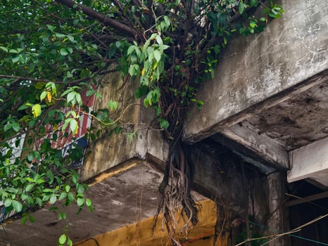 Tree Roots Growing on Old Concrete Building Nature Reclaiming Urban Structure photo