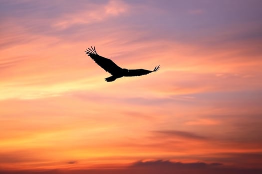 A bird flying in the sky at sunset photo