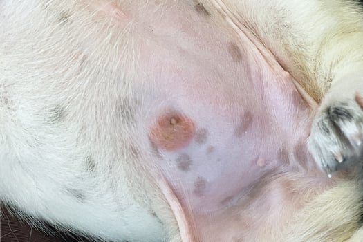 Dogs skin infection, canine hot spot, dermatitis, eczema, allergy, or wound healing issue on golden retriever fur. Veterinary care, pet health problem, itchy skin, redness or hair loss. Vet examining photo