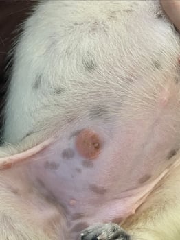 Dogs skin infection, canine hot spot, dermatitis, eczema, allergy, or wound healing issue on golden retriever fur. Veterinary care, pet health problem, itchy skin, redness or hair loss. Vet examining. photo