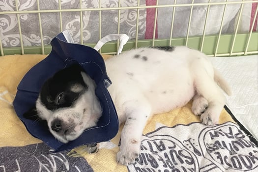 Sick Sad white black puppy in shelter behind fence waiting to be rescued and adopted to new home. Shelter for animals photo