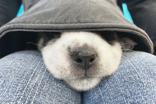 puppy sleeping on bed with ears up.dog wrapped in blanket,only nose visible.domestic pet in bedroom yawning, playing or whining.little animal inside home.portrait . photo