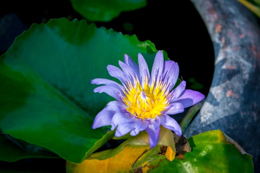 A purple flower with yellow center photo