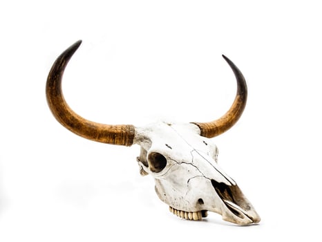 Buffalo skull. Buffalo skull on white background.. photo