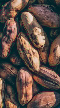 Close Up View of Freshly Harvested Cacao Pods. photo