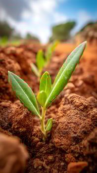 Tiny Green Shoot Pushes Through Rich Brown Earth Towards Sunny Sky. photo