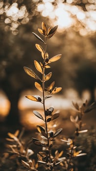 Golden Light Shines Through Delicate Leaves on a Stem. photo