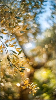 Golden Bokeh Dream of Olive Branches and Sunlight. photo