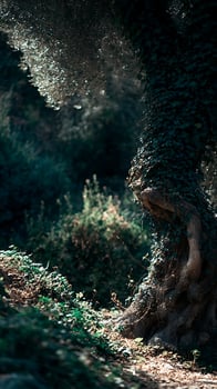 Ancient Twisted Tree Trunk Covered in Lush Green Ivy with Sunlit Leaves. photo