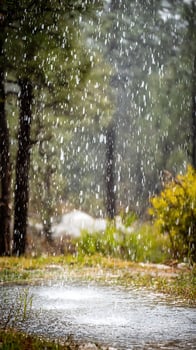 Raindrops falling in a lush green forest with a puddle. photo