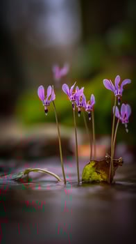 Delicate Pink Flowers Bloom in Shallow Water with Autumn Leaves. photo