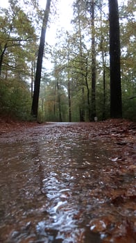 Rainy Forest Path Covered in Autumn Leaves Reflecting Light. photo