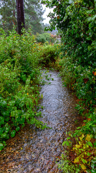 Lush green foliage surrounds a gentle stream on a rainy day. photo