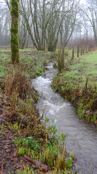Gentle Stream Flows Through Mossy Forest on a Misty Day. photo