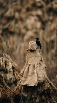 Raven Perched on Burlap Wrapped Hay Bale in Field. photo