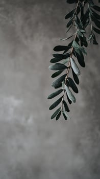 Dark Green Olive Leaves Hanging Against a Textured Gray Background. photo