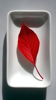 Single Red Leaf Resting In A Minimalist White Dish. photo